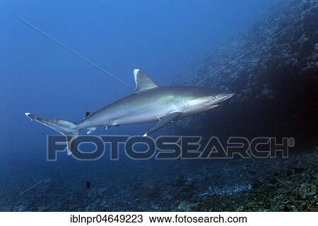 Stock Image - Silvertip shark (Carcharhinus albimarginatus) floats over coral reef, Pacific Ocean, French Polynesia, Oceania. Fotosearch