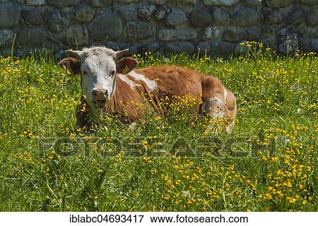 Stock Photo - Simmental cattle on pasture, spring meadow with buttercups, Upper Bavaria, Bavaria, Germany, Europe. Fotosearch