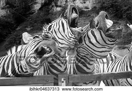 Singing zebras, ca. 1970s, exact place unknown, Austria, Europe View Large Photo Image Stock Image - Singing zebras, ca. 1970s, exact place unknown, Austria, Europe. Fotosearch