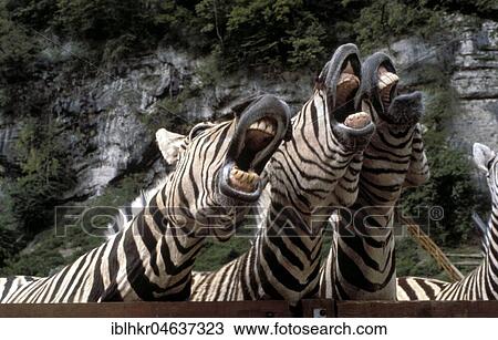 Singing zebras, ca. 1970s, exact place unknown, Austria, Europe View Large Photo Image Stock Image - Singing zebras, ca. 1970s, exact place unknown, Austria, Europe. Fotosearch