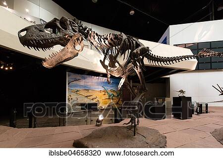 Skeleton of a dinosaur, Sirindhorn Dinosaur Museum, Non Buri, Sahatsakhan district, Kalasin province, Isan, Thailand, Asia View Large Photo Image Stock Image - Skeleton of a dinosaur, Sirindhorn Dinosaur Museum, Non Buri, Sahatsakhan district, Kalasin province, Isan, Thailand, Asia. Fotosearch