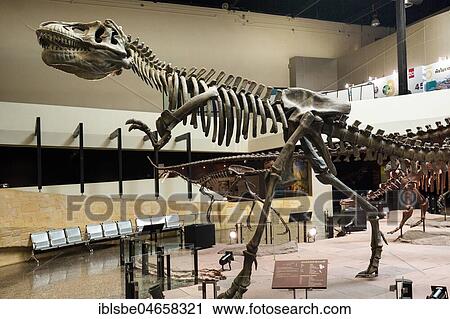 Skeleton of a dinosaur, Sirindhorn Dinosaur Museum, Non Buri, Sahatsakhan district, Kalasin province, Isan, Thailand, Asia View Large Photo Image Stock Image - Skeleton of a dinosaur, Sirindhorn Dinosaur Museum, Non Buri, Sahatsakhan district, Kalasin province, Isan, Thailand, Asia. Fotosearch