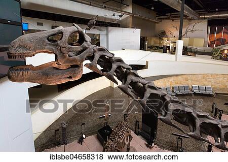Skeleton of a dinosaur, Sirindhorn Dinosaur Museum, Non Buri, Sahatsakhan district, Kalasin province, Isan, Thailand, Asia View Large Photo Image Stock Photo - Skeleton of a dinosaur, Sirindhorn Dinosaur Museum, Non Buri, Sahatsakhan district, Kalasin province, Isan, Thailand, Asia. Fotosearch