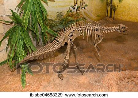 Skeleton of a Dinosaur, Sirindhorn Dinosaur Museum, Non Buri, Sahatsakhan district, Kalasin province, Isan, Thailand, Asia View Large Photo Image Stock Photo - Skeleton of a Dinosaur, Sirindhorn Dinosaur Museum, Non Buri, Sahatsakhan district, Kalasin province, Isan, Thailand, Asia. Fotosearch