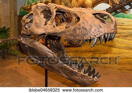 Skeleton, skull of Tyrannosaurus rex, Sirindhorn Dinosaur Museum, Non Buri, Sahatsakhan district, Kalasin province, Isan, Thailand, Asia View Large Photo Image Stock Photography - Skeleton, skull of Tyrannosaurus rex, Sirindhorn Dinosaur Museum, Non Buri, Sahatsakhan district, Kalasin province, Isan, Thailand, Asia. Fotosearch