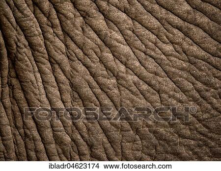 Picture - Skin of an elephant (Loxodonta africana), elephant skin, detail, Addo Elephant National Park, South Africa, Africa. Fotosearch