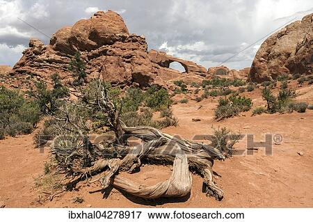 Skyline Arch, vorne eine abgestorbene Grannen-Kiefer (Pinus aristata), Bristlecone Pine, Arches National Park, Utah, USA, Nordamerika View Large Photo Image Stock Photo - Skyline Arch, vorne eine abgestorbene Grannen-Kiefer (Pinus aristata), Bristlecone Pine, Arches National Park, Utah, USA, Nordamerika. Fotosearch