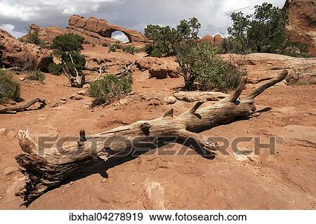 Skyline Arch, vorne eine abgestorbene Grannen-Kiefer (Pinus aristata), Bristlecone Pine, Arches National Park, Utah, USA, Nordamerika View Large Photo Image Stock Photo - Skyline Arch, vorne eine abgestorbene Grannen-Kiefer (Pinus aristata), Bristlecone Pine, Arches National Park, Utah, USA, Nordamerika. Fotosearch