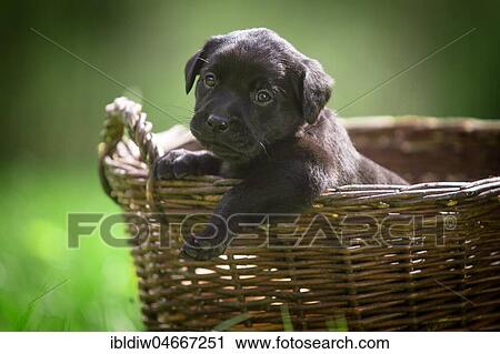 Small black Labrador puppy in basket, Germany, Europe View Large Photo Image Stock Image - Small black Labrador puppy in basket, Germany, Europe. Fotosearch
