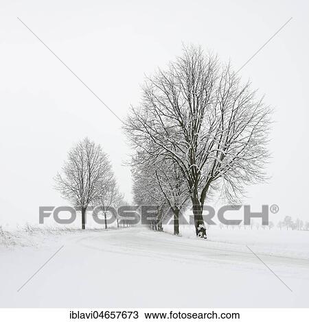 Snow-covered avenue in winter landscape, Burgenlandkreis, Saxony-Anhalt, Germany, Europe View Large Photo Image Stock Image - Snow-covered avenue in winter landscape, Burgenlandkreis, Saxony-Anhalt, Germany, Europe. Fotosearch