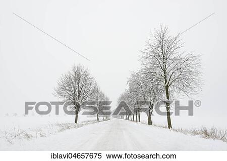 Snow-covered avenue in winter landscape, Burgenlandkreis, Saxony-Anhalt, Germany, Europe View Large Photo Image Stock Photography - Snow-covered avenue in winter landscape, Burgenlandkreis, Saxony-Anhalt, Germany, Europe. Fotosearch