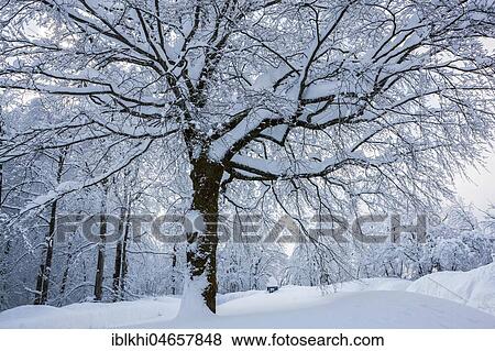 Snow-covered deciduous tree, Plitvice Lakes National Park, Plitivice, Croatia, Europe View Large Photo Image Stock Photo - Snow-covered deciduous tree, Plitvice Lakes National Park, Plitivice, Croatia, Europe. Fotosearch