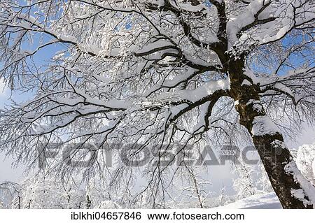 Snow-covered deciduous tree, Plitvice Lakes National Park, Plitivice, Croatia, Europe View Large Photo Image Stock Photograph - Snow-covered deciduous tree, Plitvice Lakes National Park, Plitivice, Croatia, Europe. Fotosearch
