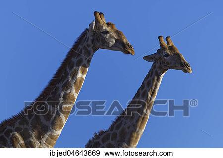 Stock Photo - South African giraffes (Giraffa giraffa giraffa) with a blue sky, Kgalagadi Transfrontier Park, Northern Cape, South Africa, Africa. Fotosearch