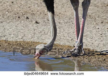 South African ostrich (Struthio camelus australis), adult male drinking at a waterhole, Kgalagadi Transfrontier Park, Northern Cape, South Africa, Africa View Large Photo Image Picture - South African ostrich (Struthio camelus australis), adult male drinking at a waterhole, Kgalagadi Transfrontier Park, Northern Cape, South Africa, Africa. Fotosearch