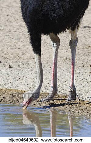 Stock Image - South African ostrich (Struthio camelus australis), adult male drinking at a waterhole, Kgalagadi Transfrontier Park, Northern Cape, South Africa, Africa. Fotosearch