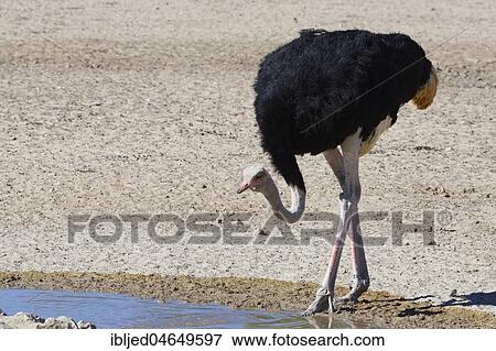 South African ostrich (Struthio camelus australis), adult male drinking at a waterhole, Kgalagadi Transfrontier Park, Northern Cape, South Africa, Africa View Large Photo Image Stock Photo - South African ostrich (Struthio camelus australis), adult male drinking at a waterhole, Kgalagadi Transfrontier Park, Northern Cape, South Africa, Africa. Fotosearch