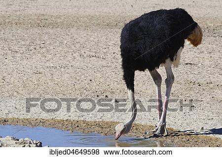 South African ostrich (Struthio camelus australis), adult male drinking at a waterhole, Kgalagadi Transfrontier Park, Northern Cape, South Africa, Africa View Large Photo Image Stock Photo - South African ostrich (Struthio camelus australis), adult male drinking at a waterhole, Kgalagadi Transfrontier Park, Northern Cape, South Africa, Africa. Fotosearch