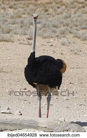South African ostrich (Struthio camelus australis), adult male at a waterhole, Kgalagadi Transfrontier Park, Northern Cape, South Africa, Africa View Large Photo Image Stock Photo - South African ostrich (Struthio camelus australis), adult male at a waterhole, Kgalagadi Transfrontier Park, Northern Cape, South Africa, Africa. Fotosearch