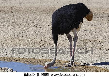 South African ostrich (Struthio camelus australis), adult male drinking at a waterhole, Kgalagadi Transfrontier Park, Northern Cape, South Africa, Africa View Large Photo Image Stock Photography - South African ostrich (Struthio camelus australis), adult male drinking at a waterhole, Kgalagadi Transfrontier Park, Northern Cape, South Africa, Africa. Fotosearch