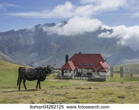 Spanischer Stier vor dem Chalet Real, Picos de Europa, Fuente De, Cantabria, Spanien, Europa View Large Photo Image Stock Photography - Spanischer Stier vor dem Chalet Real, Picos de Europa, Fuente De, Cantabria, Spanien, Europa. Fotosearch