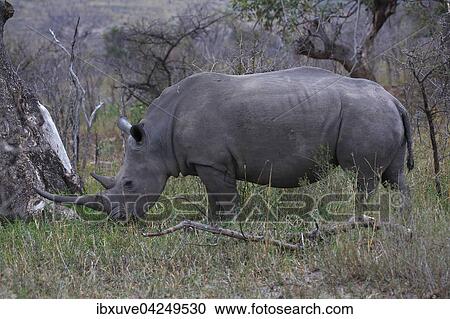 Spitzmaulnashorn oder Schwarzes Nashorn (Diceros bicornis) beim Fressen, Hluhluwe-iMfolozi-Nationalpark, Provinz KwaZulu-Natal, Republik Sudafrika, Afrika View Large Photo Image Stock Image - Spitzmaulnashorn oder Schwarzes Nashorn (Diceros bicornis) beim Fressen, Hluhluwe-iMfolozi-Nationalpark, Provinz KwaZulu-Natal, Republik Sudafrika, Afrika. Fotosearch