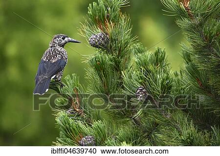 Stock Image - Spotted nutcracker (Nucifraga caryocatactes) sits in tree, Switzerland, Europe. Fotosearch