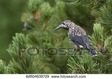 Spotted nutcracker (Nucifraga caryocatactes) sits in tree, Switzerland, Europe View Large Photo Image Stock Photo - Spotted nutcracker (Nucifraga caryocatactes) sits in tree, Switzerland, Europe. Fotosearch