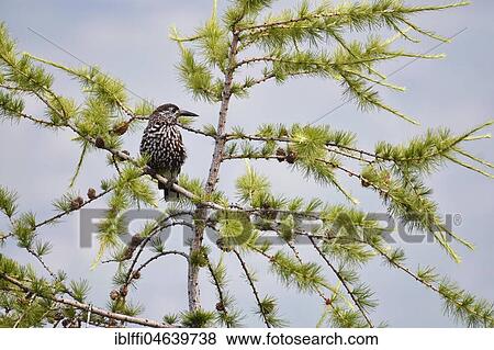 Spotted nutcracker (Nucifraga caryocatactes) sits in tree, Switzerland, Europe View Large Photo Image Stock Photo - Spotted nutcracker (Nucifraga caryocatactes) sits in tree, Switzerland, Europe. Fotosearch