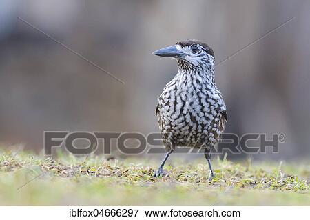 Spotted nutcracker (Nucifraga caryocatactes) on meadow, Tyrol, Austria, Europe View Large Photo Image Stock Photo - Spotted nutcracker (Nucifraga caryocatactes) on meadow, Tyrol, Austria, Europe. Fotosearch