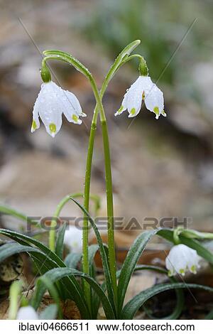 Spring snowflake (Leucojum vernum) with Morgentau, Saxony-Anhalt, Germany, Europe View Large Photo Image Stock Image - Spring snowflake (Leucojum vernum) with Morgentau, Saxony-Anhalt, Germany, Europe. Fotosearch