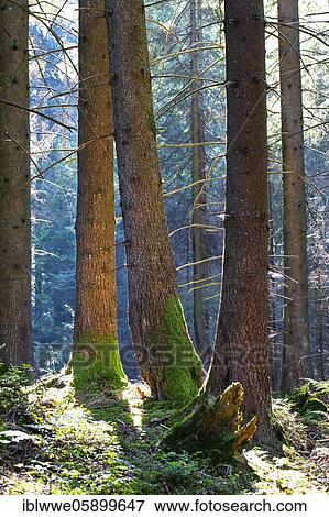 Spruce Waldstamm, Mondseeland, Upper Austria, Austria, Europe View Large Photo Image Stock Photo - Spruce Waldstamm, Mondseeland, Upper Austria, Austria, Europe. Fotosearch