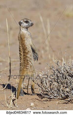 Standing meerkat (Suricata suricatta), alert, Kgalagadi Transfrontier Park, Northern Cape, South Africa, Africa View Large Photo Image Stock Photo - Standing meerkat (Suricata suricatta), alert, Kgalagadi Transfrontier Park, Northern Cape, South Africa, Africa. Fotosearch