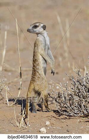 Standing meerkat (Suricata suricatta), alert, Kgalagadi Transfrontier Park, Northern Cape, South Africa, Africa View Large Photo Image Stock Photo - Standing meerkat (Suricata suricatta), alert, Kgalagadi Transfrontier Park, Northern Cape, South Africa, Africa. Fotosearch