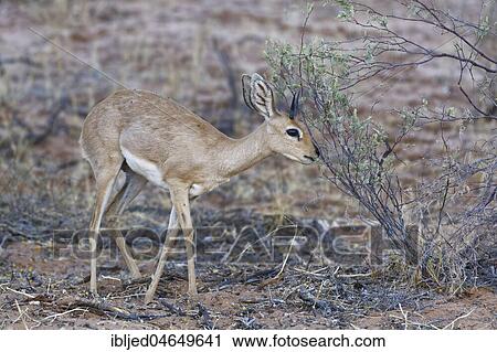 Steenbok (Raphicerus campestris), adult male feeding on leaves at dusk, Kgalagadi Transfrontier Park, Northern Cape, South Africa, Africa View Large Photo Image Stock Image - Steenbok (Raphicerus campestris), adult male feeding on leaves at dusk, Kgalagadi Transfrontier Park, Northern Cape, South Africa, Africa. Fotosearch