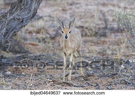 Steenbok (Raphicerus campestris), adult male at dusk, alert, Kgalagadi Transfrontier Park, Northern Cape, South Africa, Africa View Large Photo Image Stock Photo - Steenbok (Raphicerus campestris), adult male at dusk, alert, Kgalagadi Transfrontier Park, Northern Cape, South Africa, Africa. Fotosearch