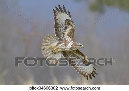 Steppe buzzard (Buteo buteo) in flight, Tyrol, Austria, Europe View Large Photo Image Stock Image - Steppe buzzard (Buteo buteo) in flight, Tyrol, Austria, Europe. Fotosearch