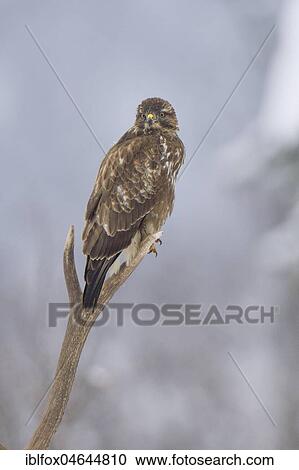 Steppe buzzard (Buteo buteo) sits on antler of a perishing red deer, Tyrol, Austria, Europe View Large Photo Image Stock Image - Steppe buzzard (Buteo buteo) sits on antler of a perishing red deer, Tyrol, Austria, Europe. Fotosearch
