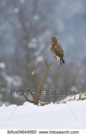 Steppe buzzard (Buteo buteo) sits on antler of a perishing red deer, Tyrol, Austria, Europe View Large Photo Image Stock Image - Steppe buzzard (Buteo buteo) sits on antler of a perishing red deer, Tyrol, Austria, Europe. Fotosearch