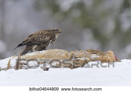 Steppe buzzard (Buteo buteo) sits on carcass of a red deer in winter, Tyrol, Austria, Europe View Large Photo Image Stock Photo - Steppe buzzard (Buteo buteo) sits on carcass of a red deer in winter, Tyrol, Austria, Europe. Fotosearch