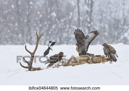 Stock Photography - Steppe buzzards (Buteo buteo) and common magpie (pica pica) on carcass of a red deer in winter, Tyrol, Austria, Europe. Fotosearch