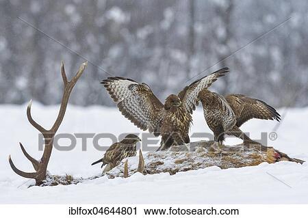 Stock Image - Steppe buzzards (Buteo buteo) on carcass of a red deer in winter, battle for hierarchy, Tyrol, Austria, Europe. Fotosearch
