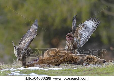 Steppe buzzards (Buteo buteo) on carcass of a young red deer, Tyrol, Austria, Europe View Large Photo Image Stock Photo - Steppe buzzards (Buteo buteo) on carcass of a young red deer, Tyrol, Austria, Europe. Fotosearch