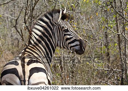 Steppenzebra (Equus quagga burchelli), Burchell-Zebra, Hluhluwe-iMfolozi-Nationalpark, Provinz KwaZulu-Natal, Republik Sudafrika, Afrika View Large Photo Image Stock Image - Steppenzebra (Equus quagga burchelli), Burchell-Zebra, Hluhluwe-iMfolozi-Nationalpark, Provinz KwaZulu-Natal, Republik Sudafrika, Afrika. Fotosearch
