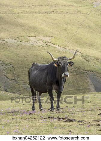 Stock Image - Stier auf Hochweide, Fuente De, Cantabria, Spanien, Europa. Fotosearch