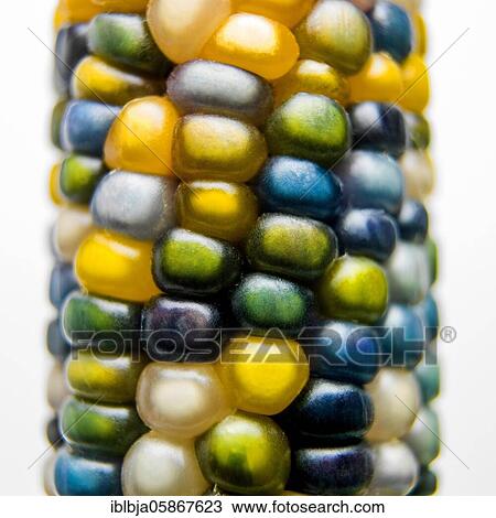 Stock Image - Still life of multicolored corn, studio shot, France, Europe. Fotosearch