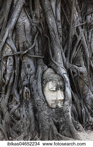 Stone Buddha head ingrown in a ficus religiosa (Ficus religiosa), Wat Mahat Dat, Buddhist temple complex, Ayutthaya Province, Ayutthaya Province, Thailand, Asia View Large Photo Image Picture - Stone Buddha head ingrown in a ficus religiosa (Ficus religiosa), Wat Mahat Dat, Buddhist temple complex, Ayutthaya Province, Ayutthaya Province, Thailand, Asia. Fotosearch