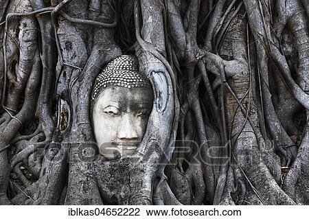 Stock Image - Stone Buddha head ingrown in a ficus religiosa (Ficus religiosa), Wat Mahat Dat, Buddhist temple complex, Ayutthaya Province, Ayutthaya Province, Thailand, Asia. Fotosearch