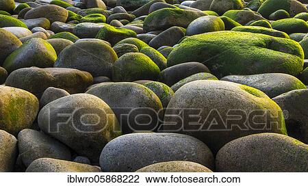 Stones overgrown with algae, rocky beach at Porth Nanven, St. Just, Cornwall, Great Britain View Large Photo Image Stock Image - Stones overgrown with algae, rocky beach at Porth Nanven, St. Just, Cornwall, Great Britain. Fotosearch