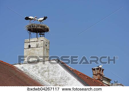 Stock Photo - Storchennest mit Storchenpaar, zwei Srorche auf einem Kamin, Weissstorche (Ciconia ciconia), Rust, Neusiedler See, Burgenland, Osterreich, Europa. Fotosearch